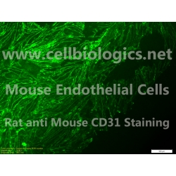 CD1 Mouse Primary Prostate Microvascular Endothelial Cells